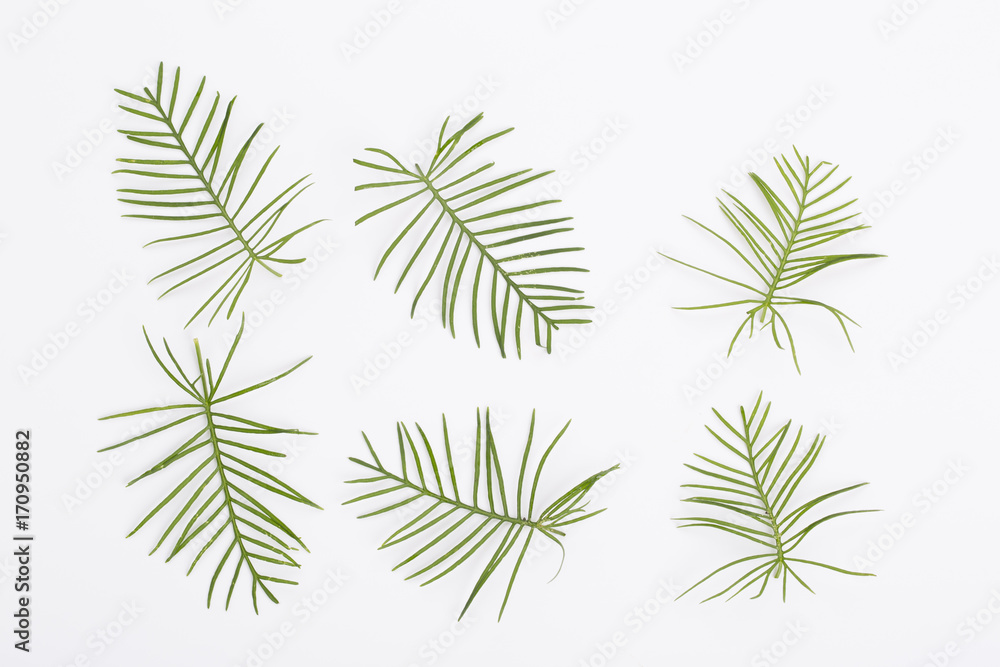 Naklejka premium Green leaves on the white background. Top view. Cypress vine leaves.