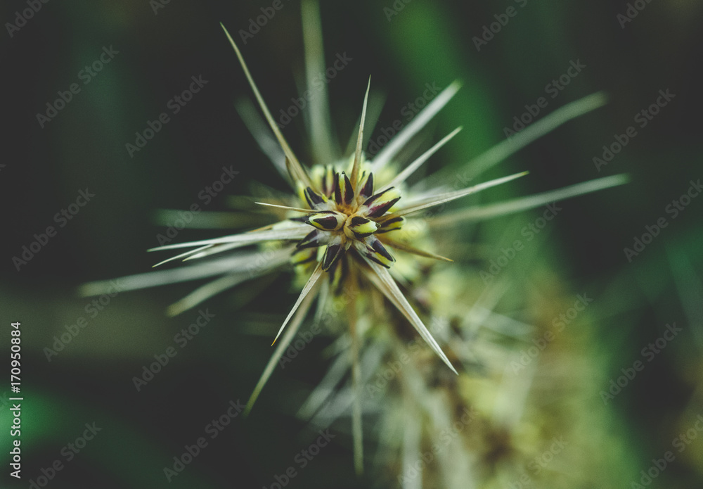 Spikey plant close-up Spikey plant close-up