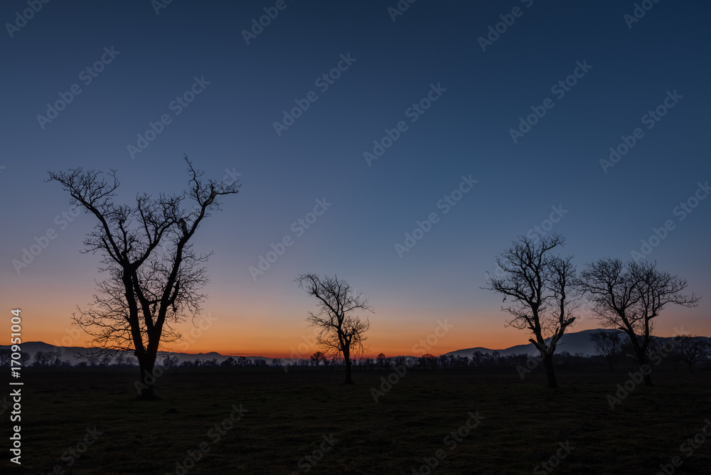 Fototapeta premium Three Trees at sunset