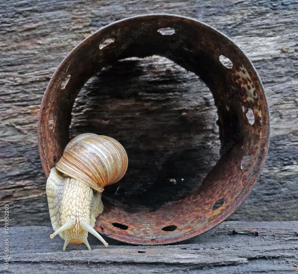 weinbergschnecke StockFoto Adobe Stock