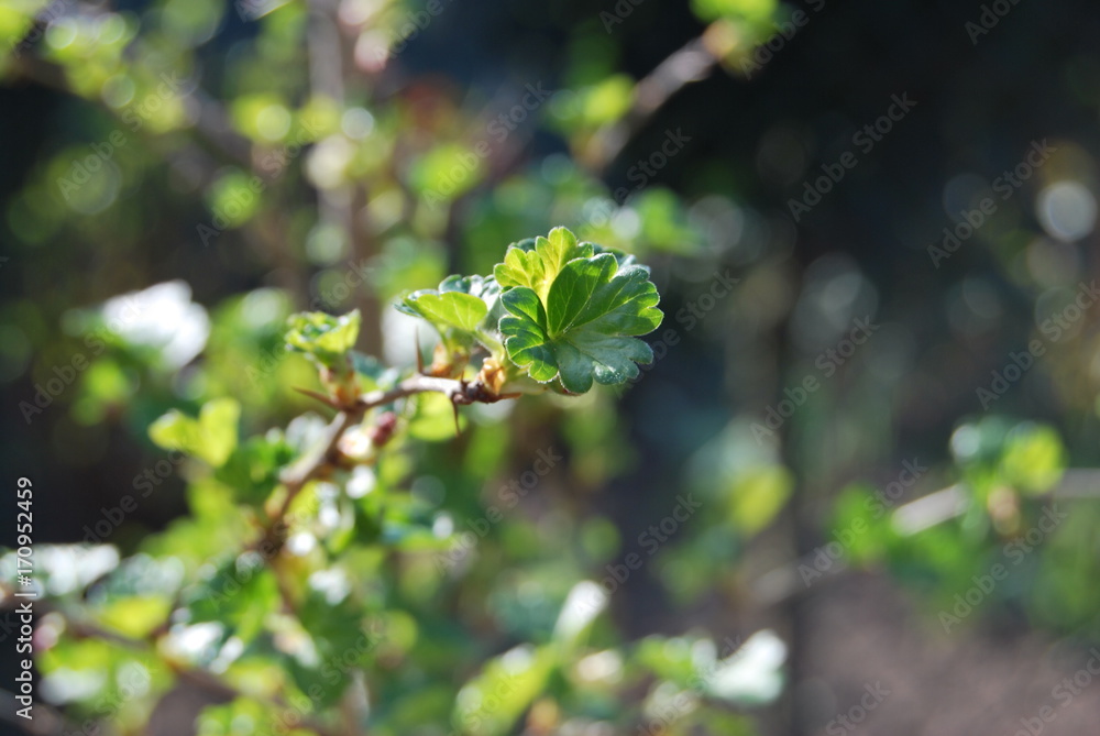 Stachelbeere - Blätter im Sonnenlicht Stachelbeere - Blätter im Sonnenlicht