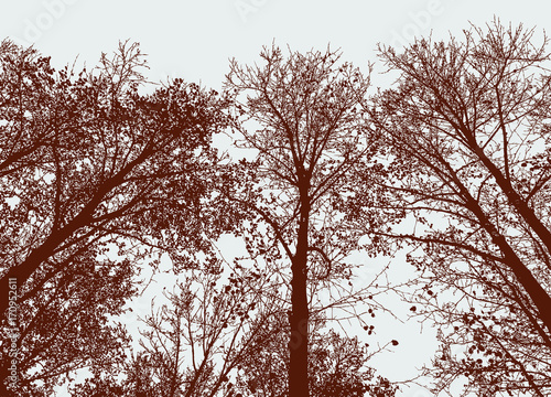 silhouettes of the deciduous trees in the autumn forest