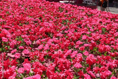 The beauty of flowers gardens.