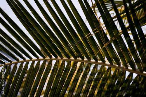 leaves of tropical trees