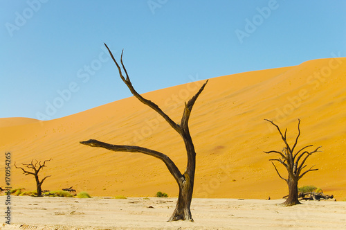 Deadvlei Acacia Tree - Sossusvlei - Namibia 