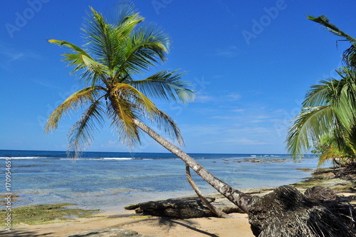 Fototapeta Naklejka Na Ścianę i Meble -  A lonely palm tree with beautiful blue sky background in The Caribbean Coast of Panama