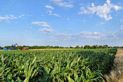 Rod crude oil pump in corn farmland