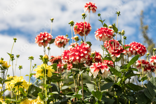 Fototapeta Naklejka Na Ścianę i Meble -  Red and yellow dahlia against a blue sky