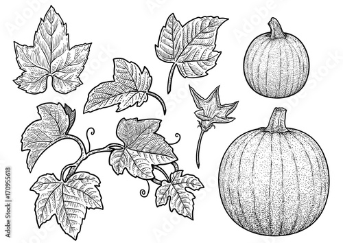 Pumpkin and leaf illustration, drawing, engraving, ink, line art, vector