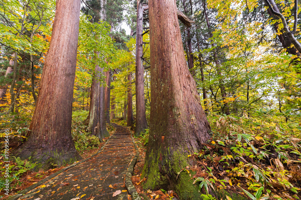 Fototapeta premium Blätter auf dem Pfad im Wald, Japan