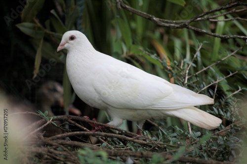 Colombe