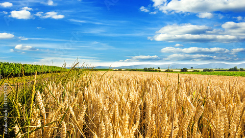 Milder Spätsommer in der Pfalz: Weizenfelder, Ernte, Getreide, blauer Himmel, Wolken :)