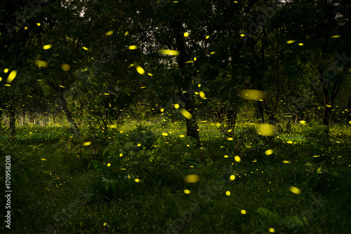 firefly in forest 