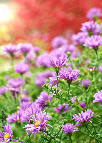 farbenfrohe Herbststimmung mit Astern
