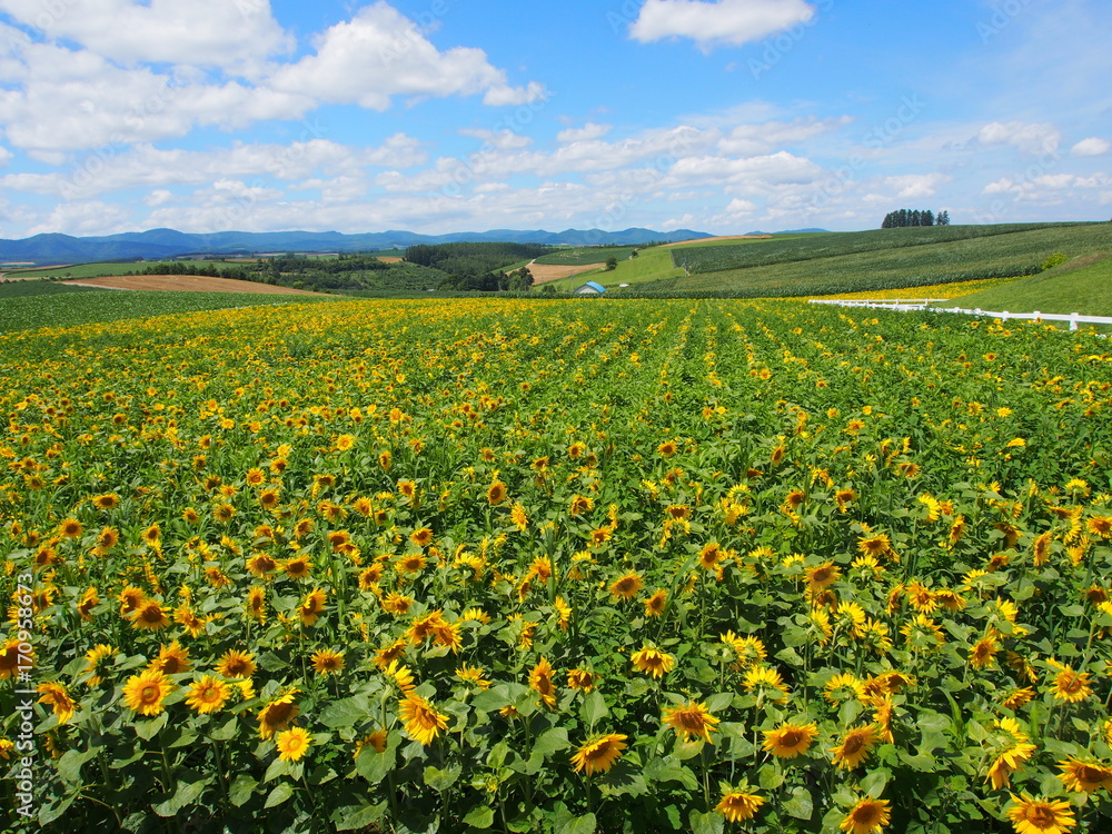 北海道 美瑛 ひまわり Hokkaido Biei Sunflowers