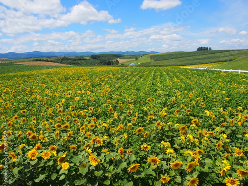 北海道 美瑛 ひまわり Hokkaido Biei Sunflowers © marutarooZ