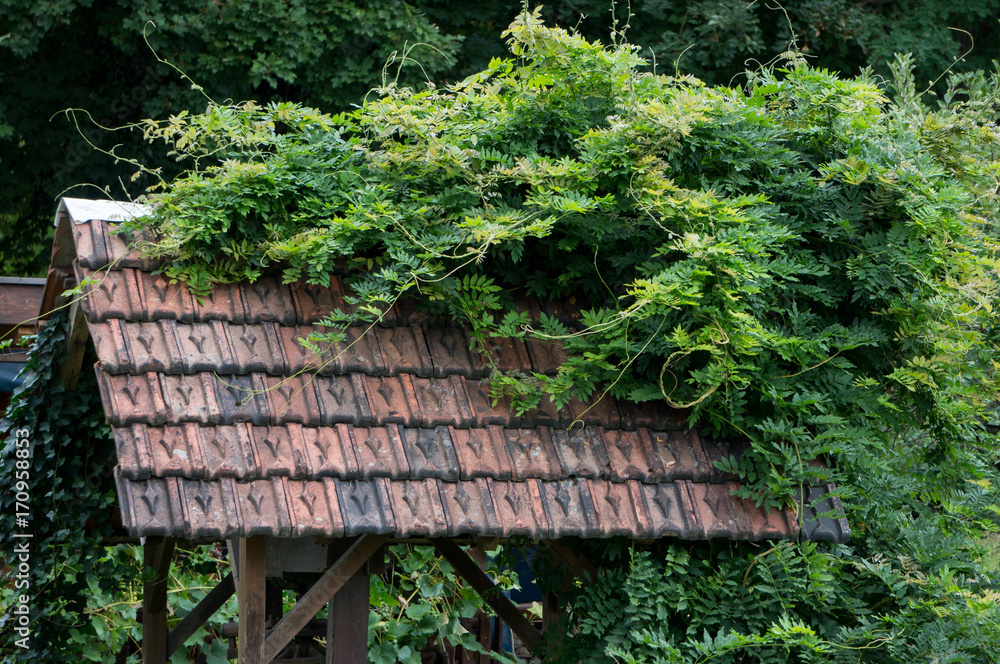 A roof overgrown with vegetation A roof overgrown with vegetation