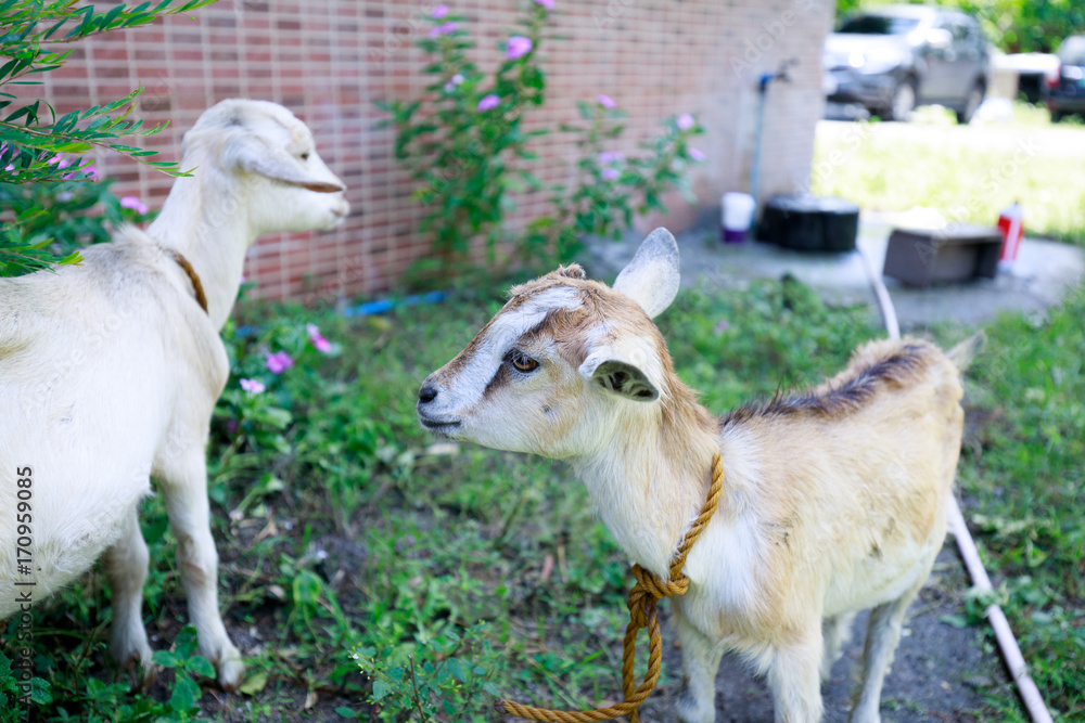 Fototapeta premium White goat portrait