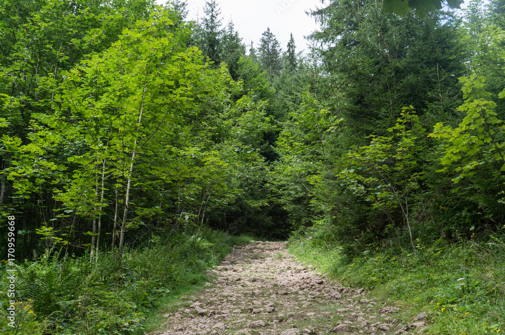 Fototapeta premium Stone path through the forest