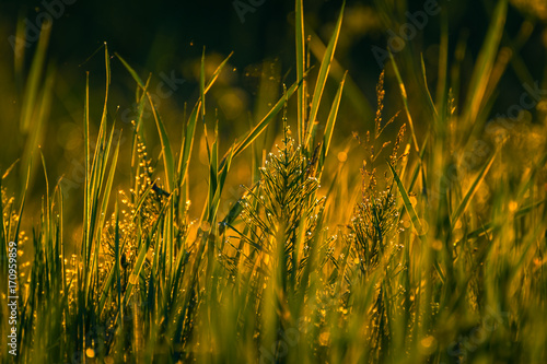 Field in morning dew