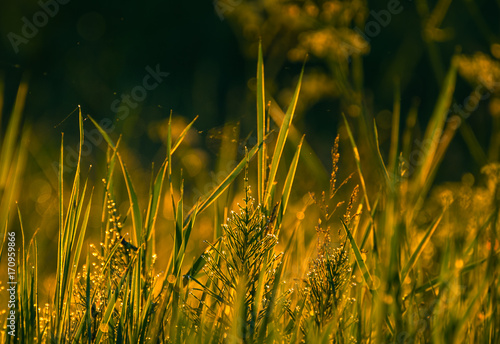 Field in morning dew