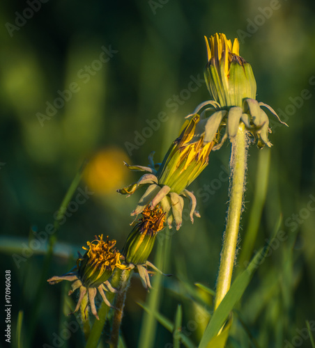 Fototapeta Naklejka Na Ścianę i Meble -  Dandelion