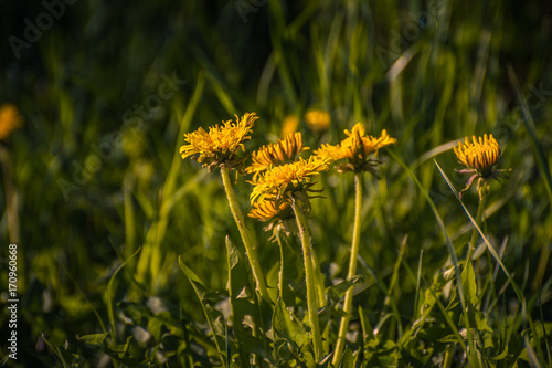 Fototapeta Naklejka Na Ścianę i Meble -  Dandelion