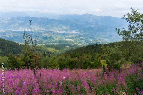 Rhododendrons in the foreground with mountains and valley in the background