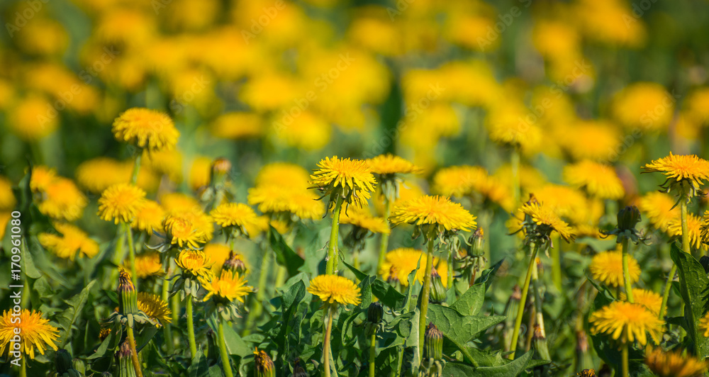 Fototapeta premium Dandelion