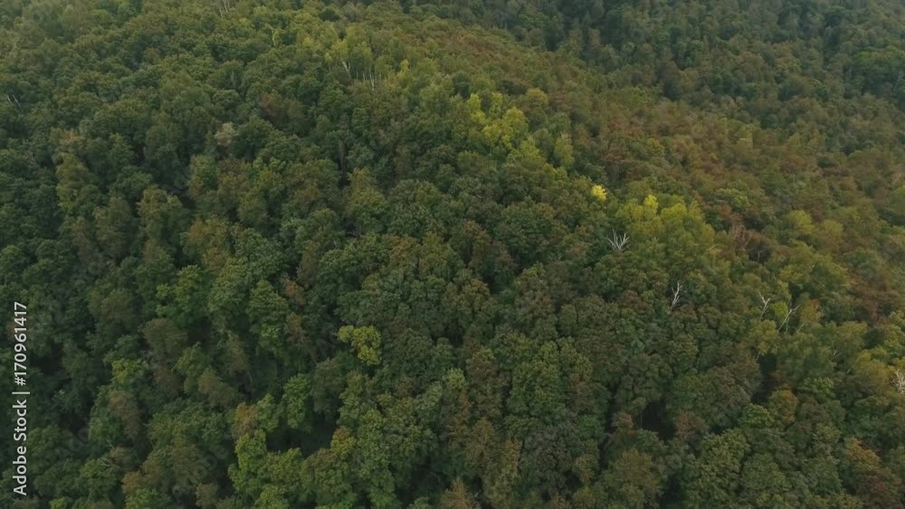 Top view of summer forest