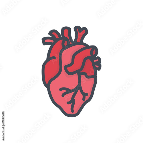 Human organs colored icon heart