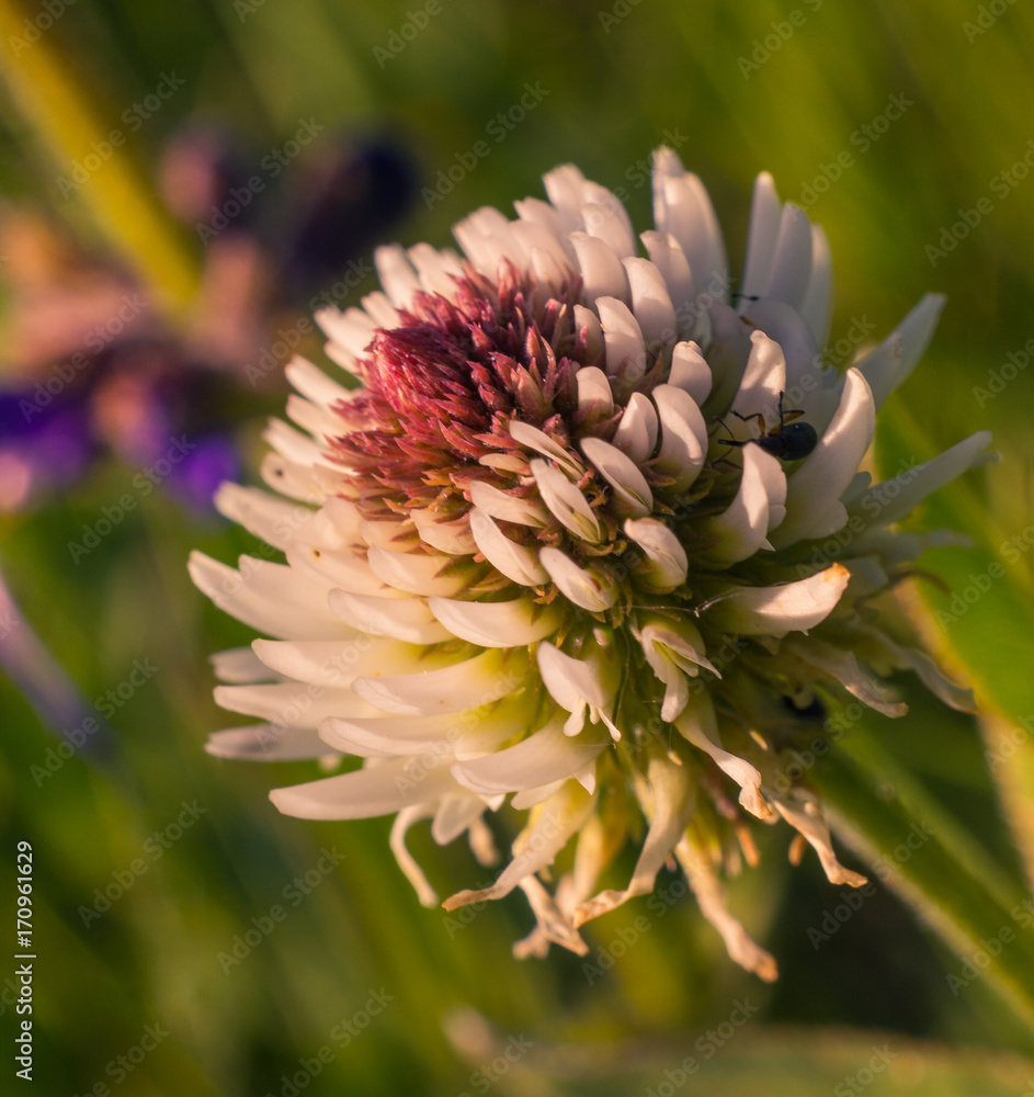 Meadow flowers Meadow flowers