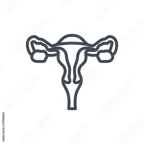 Human organs line icon uterus