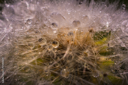 Fototapeta Naklejka Na Ścianę i Meble -  Dandelion