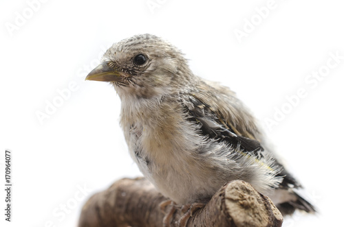 small bird sitting on a branch isolated on white