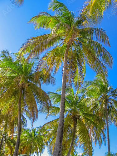 Coconut palm trees in the blue sky in summer. Tropical island of Guadeloupe  Antilles  Caribbean.