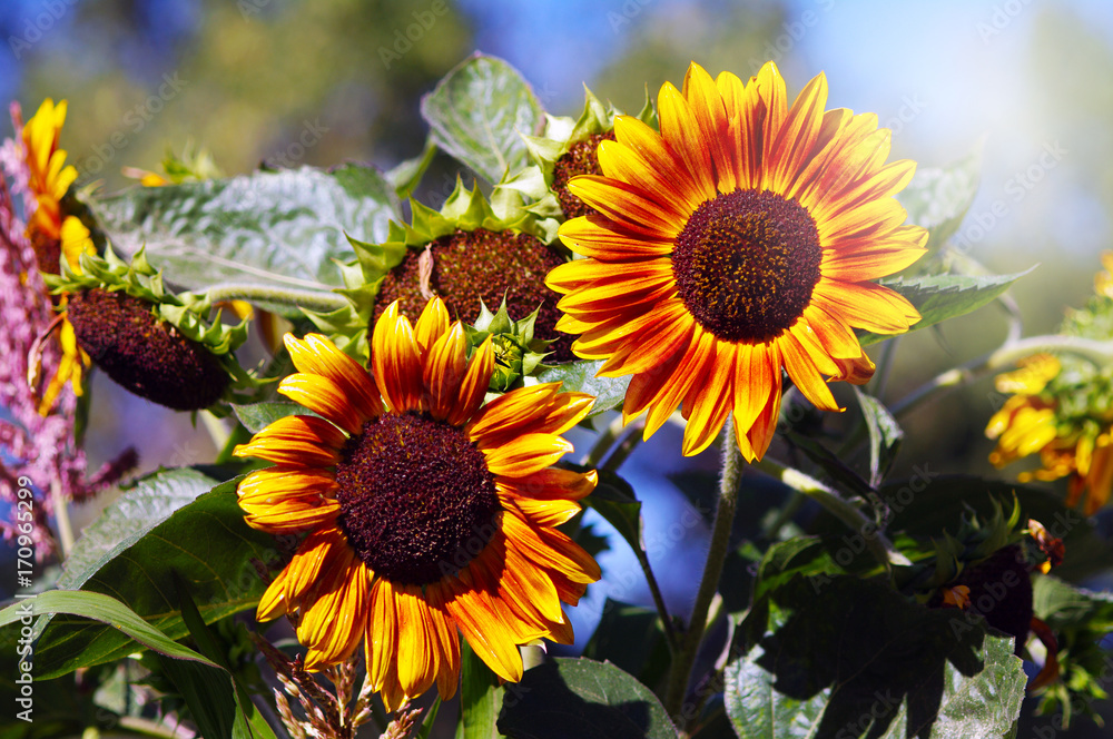 Naklejka premium Two sunflowers in the garden in the sun