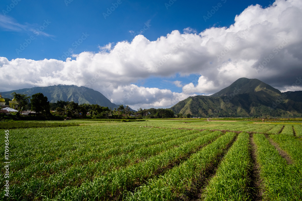 Agriculture fields and mountain landscape on the background, Lombok Island, Indonesia Agriculture fields and mountain landscape on the background, Lombok Island, Indonesia