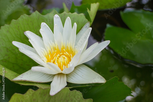 white lotus with the leaf under sunlight