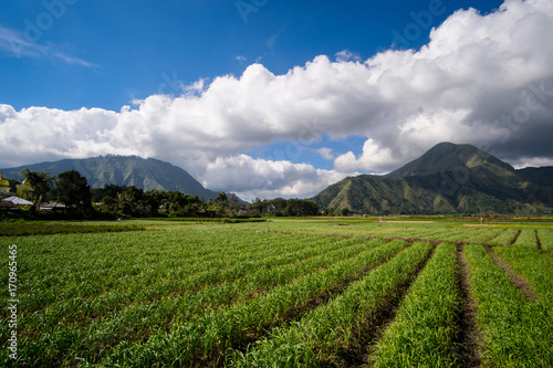 Agriculture fields and mountain landscape on the background  Lombok Island  Indonesia