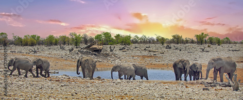 Photography Large herd of elephants at a waterhole in Etosha at sunset, with a nice pink sky