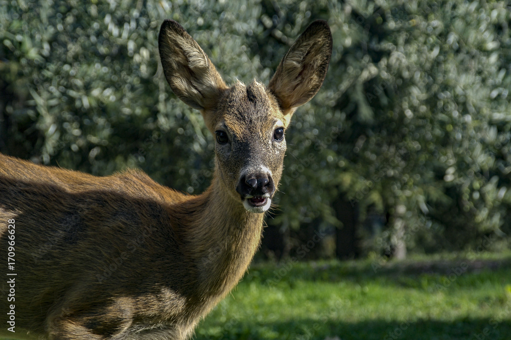 deer of tuscany