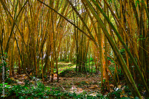 Hawaii Kauai Allerton Garden bamboo forest photo