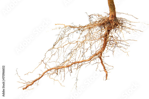 Close up of roots tree