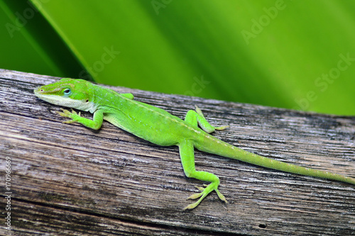 Hawaii Kauai green lizard on branch