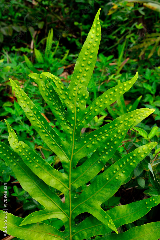 Naklejka premium Hawaii Kauai Napali coast Kalalau trail