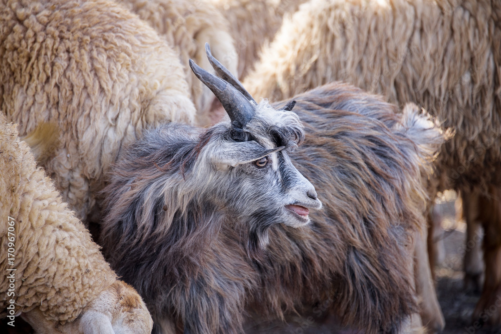 Azerbaijan goats