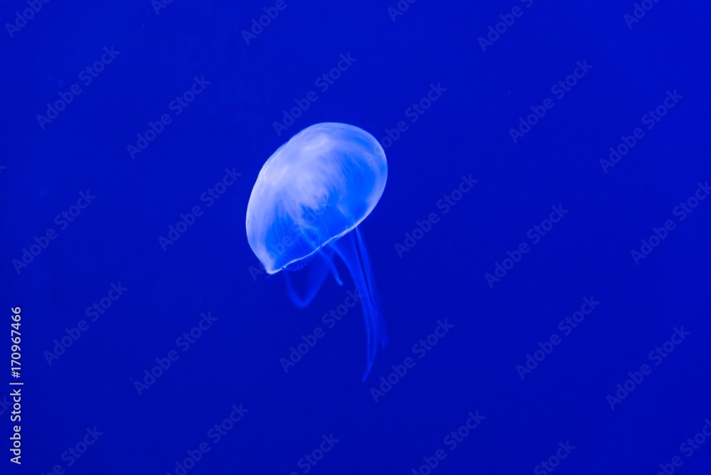 Blue jellyfish swim to light in the aquarium, Fluorescent jellyfish. Blue jellyfish swim to light in the aquarium, Fluorescent jellyfish.
