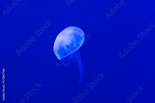 Blue jellyfish swim to light in the aquarium, Fluorescent jellyfish. © Voy_ager