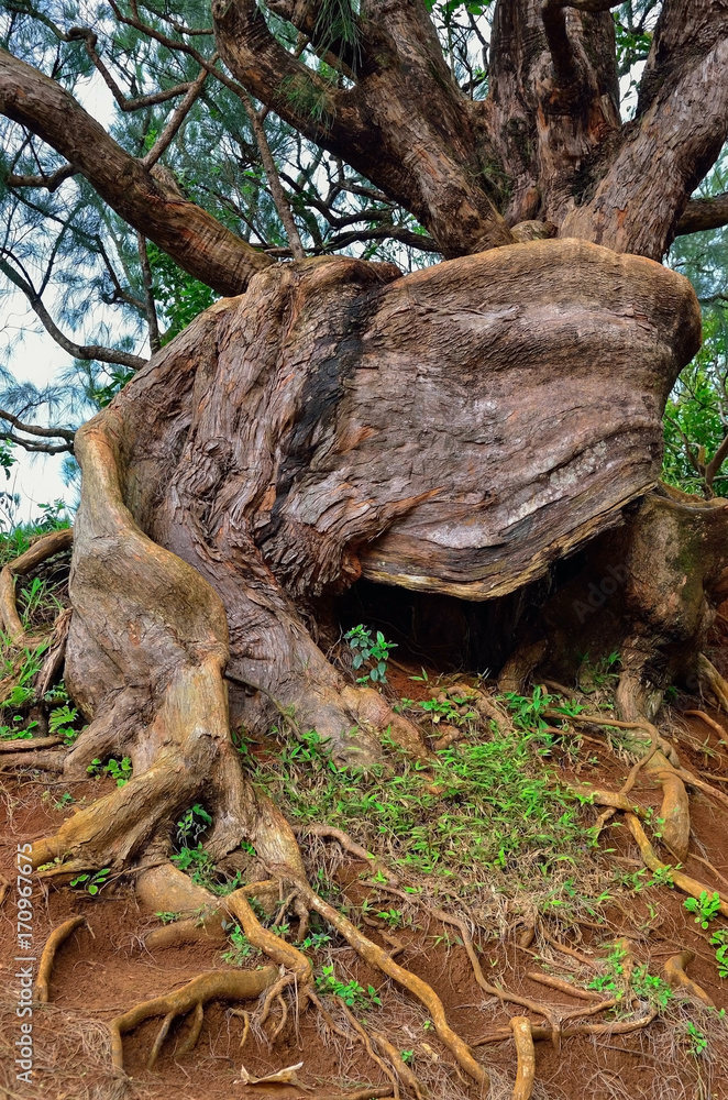 Hawaii Oahu tree roots
